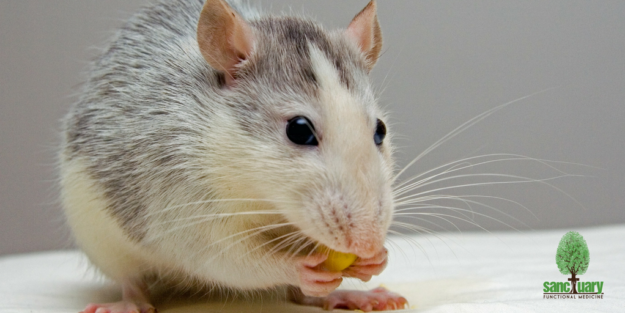 Untitled design-9 mice and probiotics