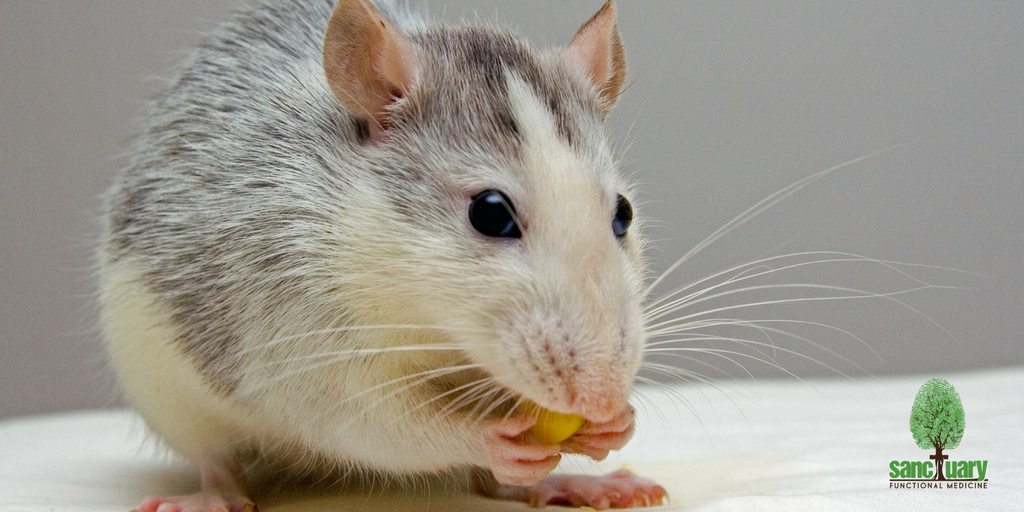mice and probiotics