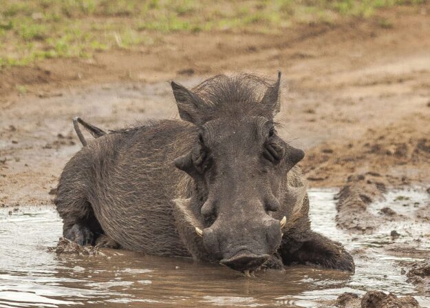 warthog-2818953_1920