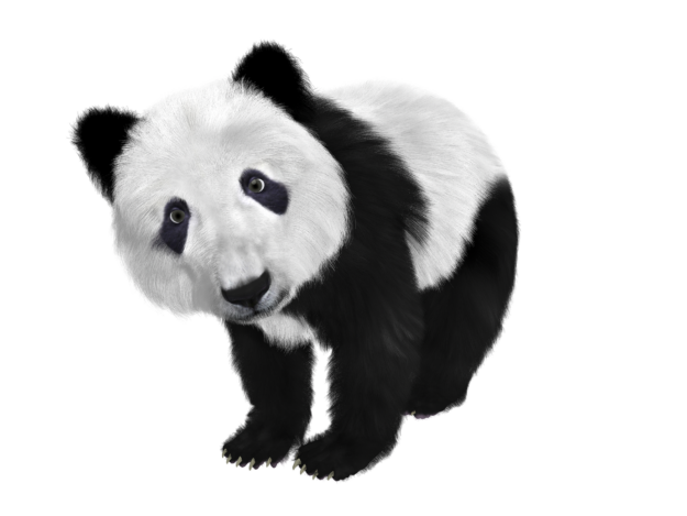 panda-659186_1920