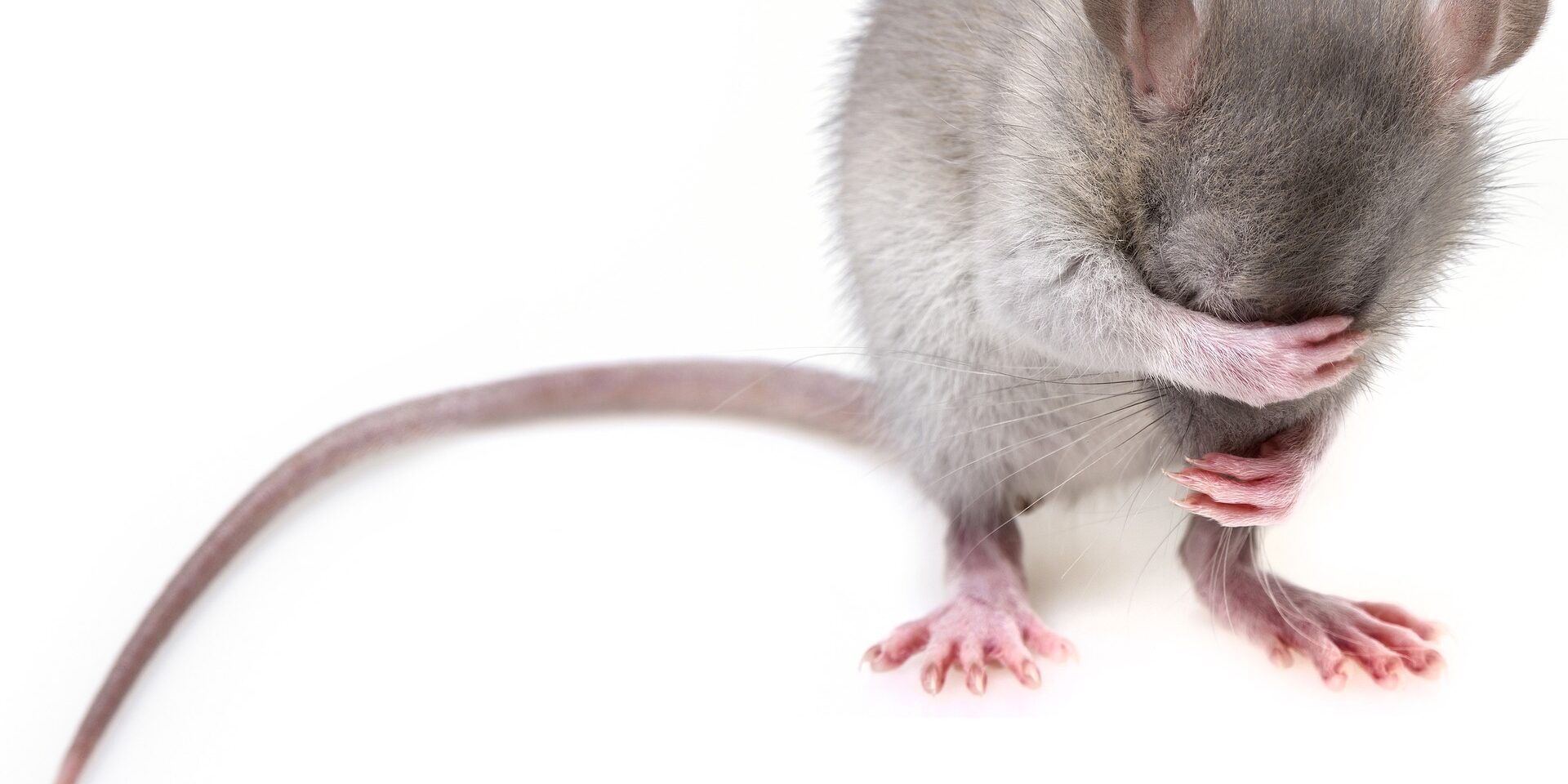 mouse-3194768_1920