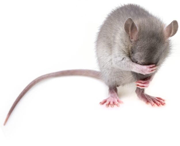 mouse-3194768_1920