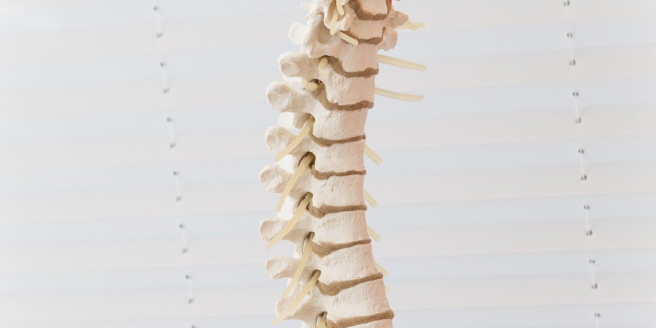 spine-2539697_1920