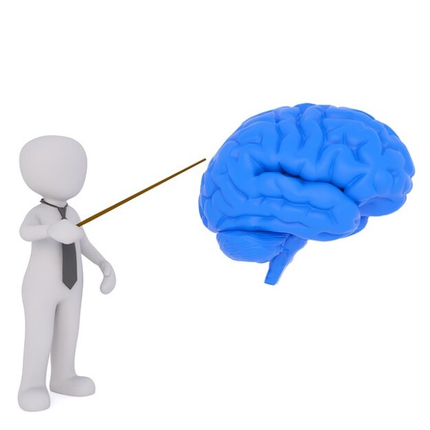 model man pointing at model brain