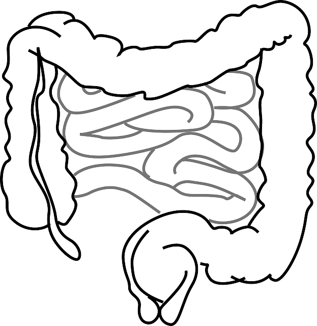 intestines-293929_640