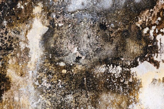 mold