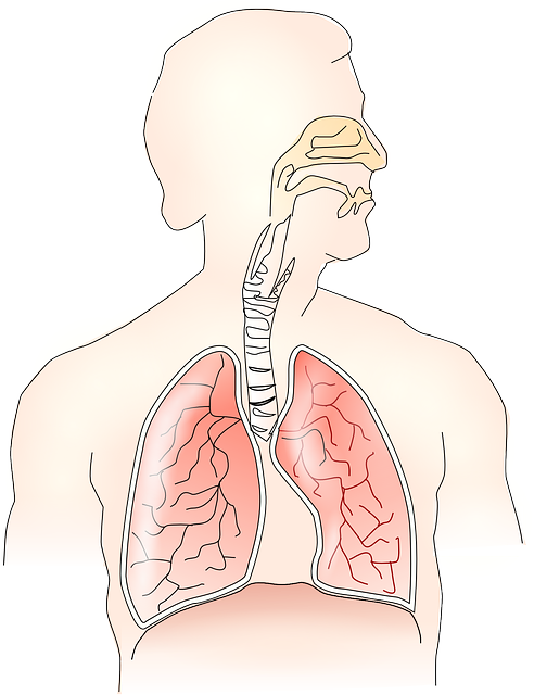 upper respiratory diagram