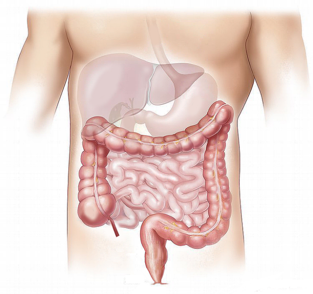 gut and intestines
