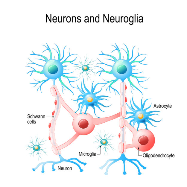 Microglia-shutterstock_1315213856