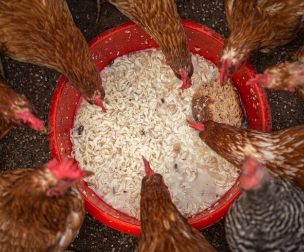 chickens-droves-4460374_1920