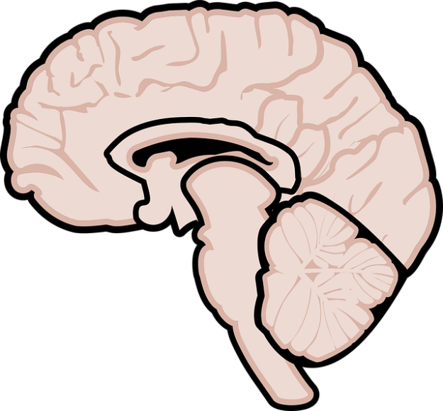 brain