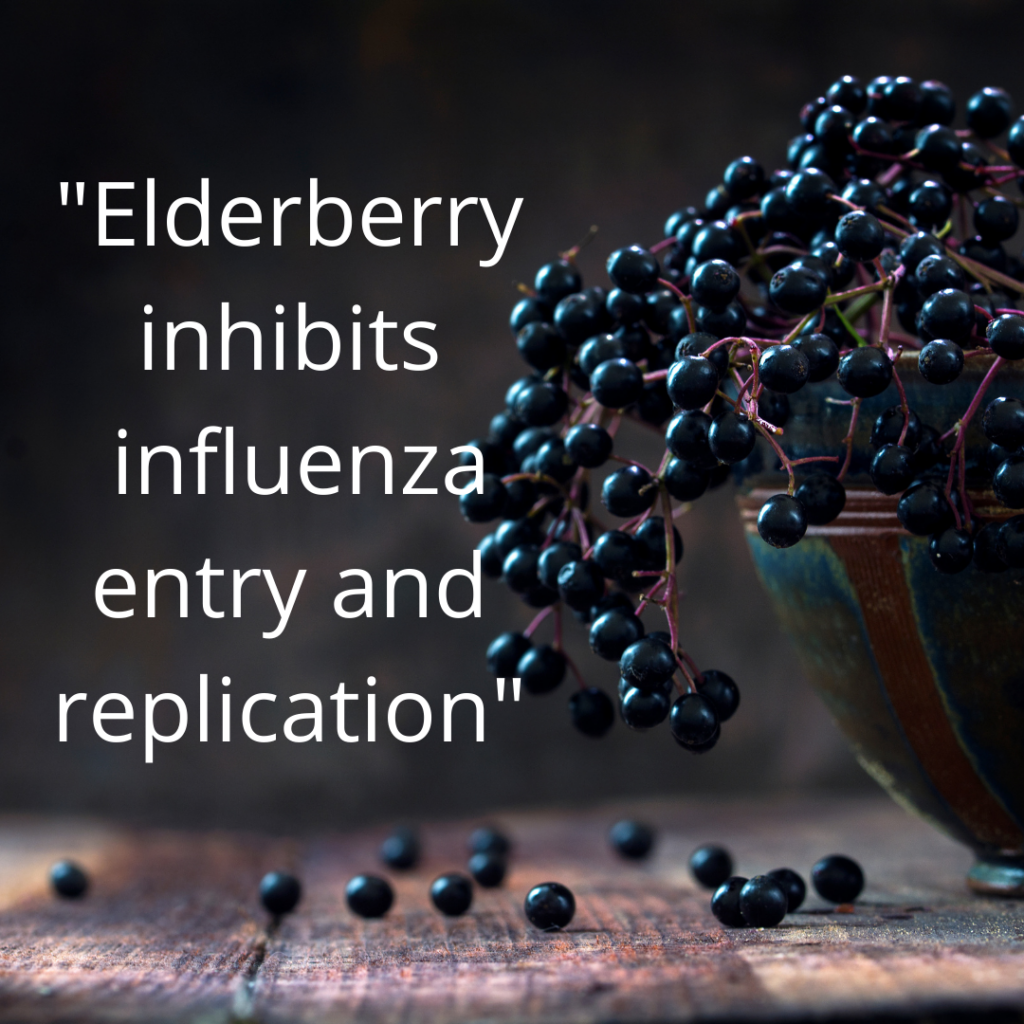 Elderberry Effects Against Flu Explained Sanctuary Functional Medicine