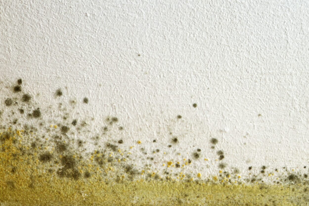 Home_mold_shutterstock_1078691744