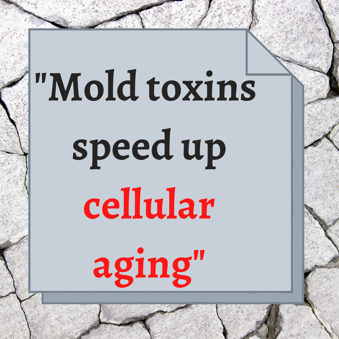 Mycotoxins and Oxidative Stress - Sanctuary Functional Medicine Mycotoxins and Oxidative Stress - Sanctuary Functional Medicine
