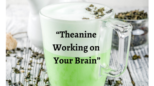 0508w3b Review of Theanine in the Brain – caption still