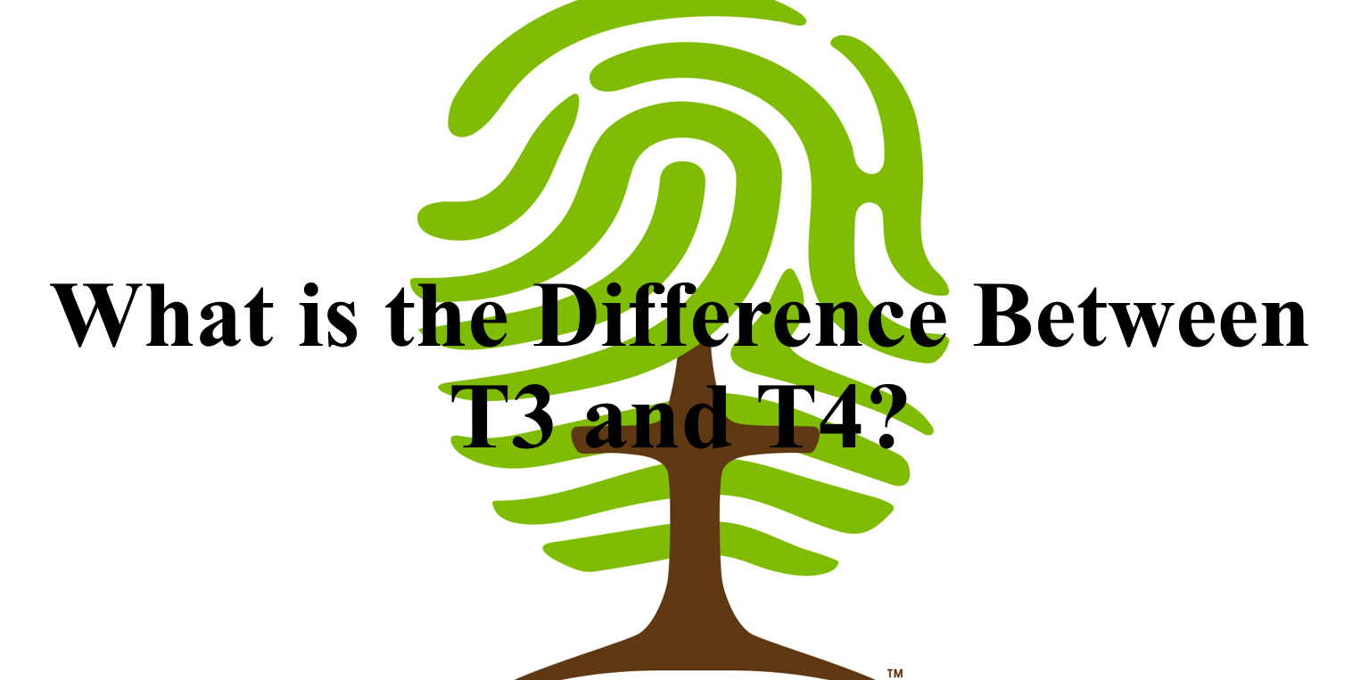 What Is the Difference Between T3 and T4? Sanctuary Functional Medicine