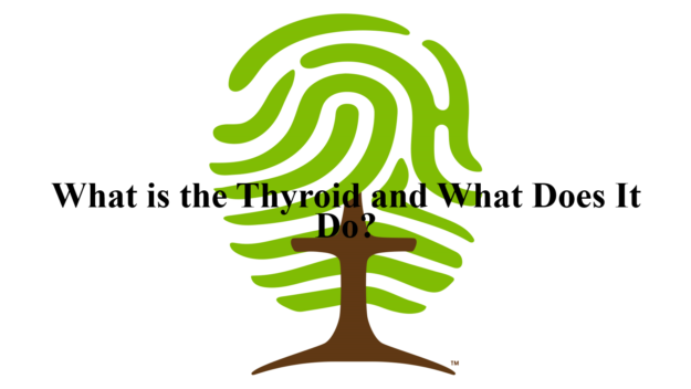 What is the Thyroid