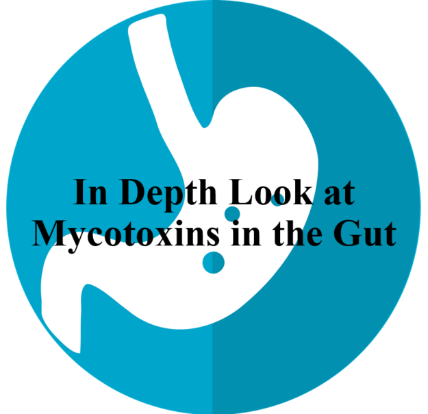 In Depth Look at Mycotoxins in the Gut