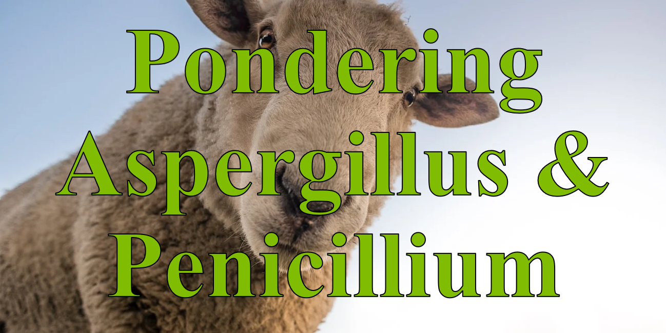 Pondering Aspergillus and Penicillium