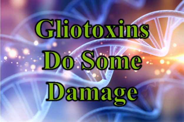 Gliotoxins Damage