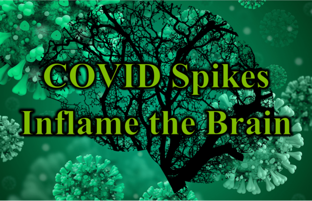 COVID Spikes and Brain