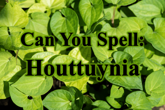Can You Spell Houttuynia