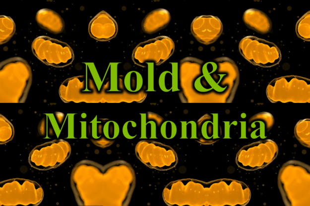 Mold & Mitochondria