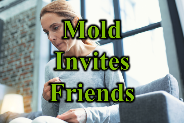 Mold Invites Friend