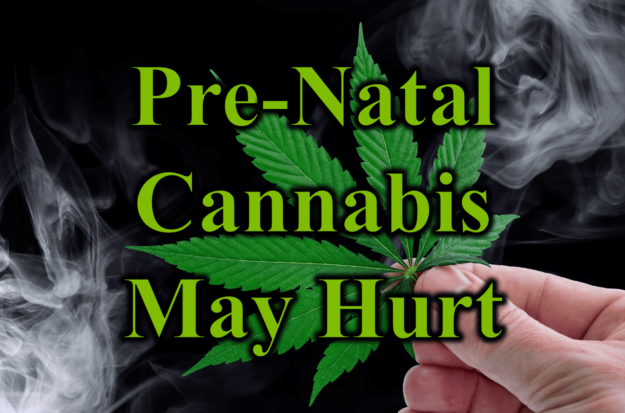 PreNatal Cannabis May Hurt
