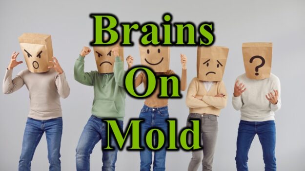 Brains on Mold