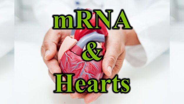 mRNA & Hearts