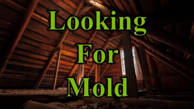 Looking For Mold