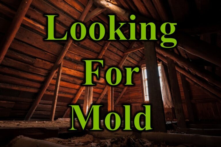 Looking For Mold
