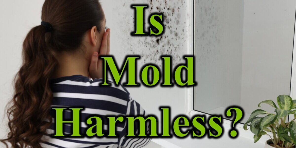 Is Mold Harmless