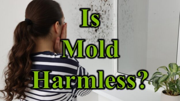 Is Mold Harmless