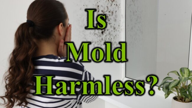 Is Mold Harmless