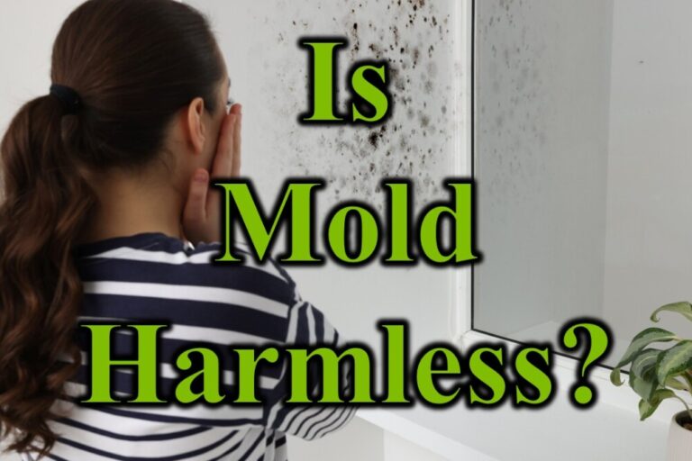 Is Mold Harmless