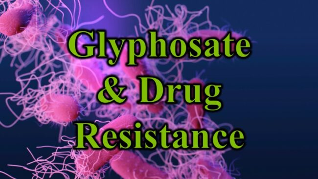 Glyphosate and Drug Resistance