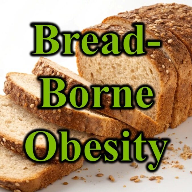 Bread Borne Obesity