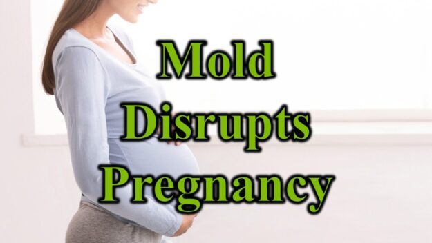 Mold Disrupts Pregnancies